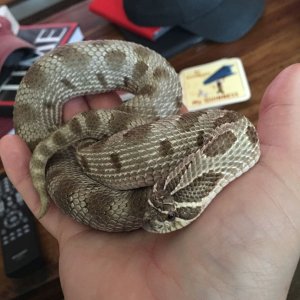 Anaconda Morph Hognose Pair