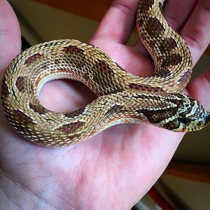 Anaconda Morph Hognose Pair