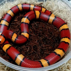 Milksnakes