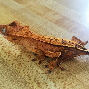 Yoshi from Gecko Garden