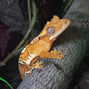 Zippo from Gecko Garden