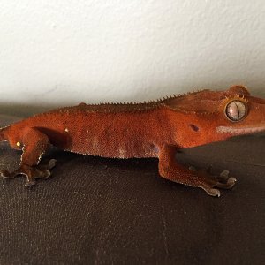 Inferno from Gecko Garden