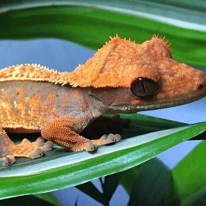 Autumn from Gecko Garden