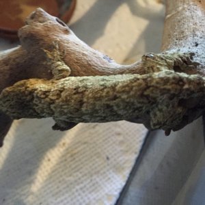 Baby leachie