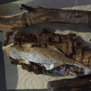 Baby leachie