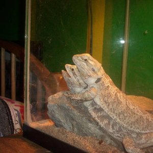 Bearded Dragons
