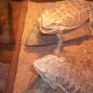 Bearded Dragons
