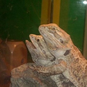 Bearded Dragons