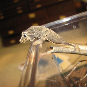 Chahoua Hatchling