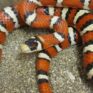 L. p.pyromelana