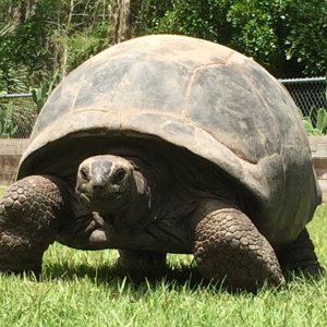 Aldabra Breeders