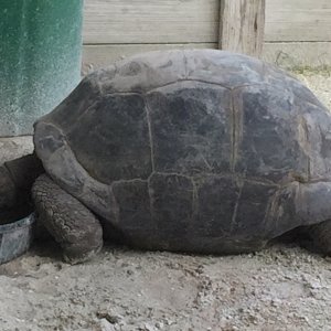 Aldabra Breeders