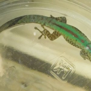 Large Female