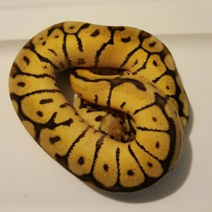 Mystic Bumblebee Male
