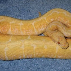 Lavender Albino Ball Python for sale