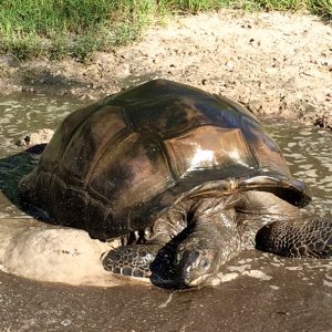Aldabra Breeders