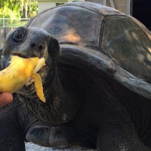 Aldabra Breeders