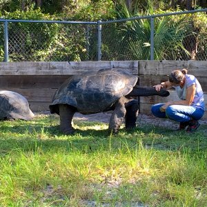 Aldabra Breeders