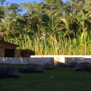 Aldabra Breeders