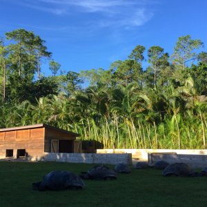 Aldabra Breeders