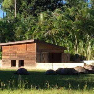 Aldabra Breeders