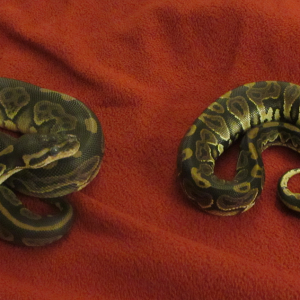 black pastel pair pic2
