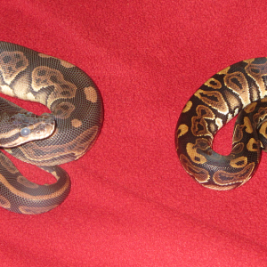 black pastel pair pic1