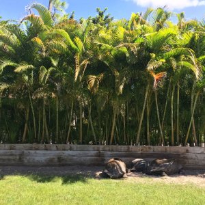 Aldabra Breeders