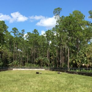 Aldabra Breeders