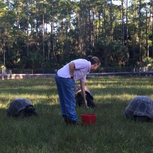 Aldabra Breeders