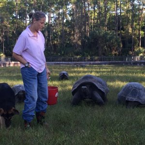 Aldabra Breeders