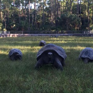 Aldabra Breeders