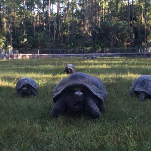 Aldabra Breeders