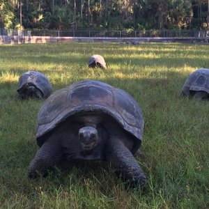 Aldabra Breeders