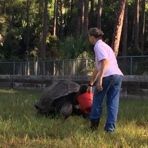 Aldabra Breeders