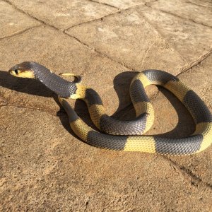 Banded snouted cobra