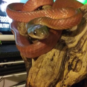 Boiga nigricepts
