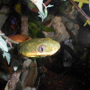 Boiga nigricepts
