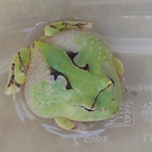 c. cornuta