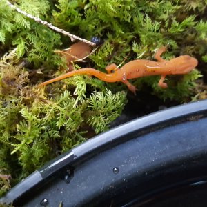 Noto efts