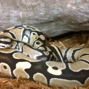 Available Ball Pythons