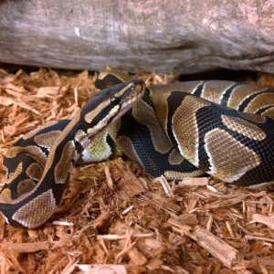 Available Ball Pythons