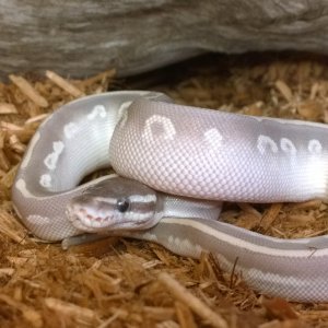 Available Ball Pythons