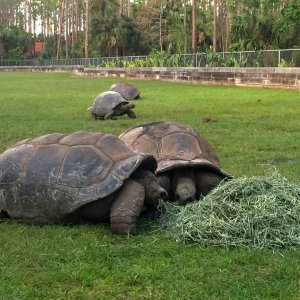 Aldabra Breeders