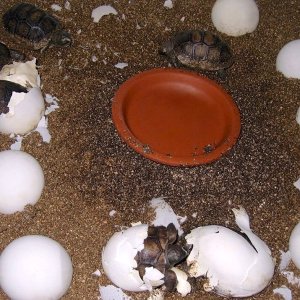 Aldabra Breeders