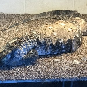 Black Throat Monitor