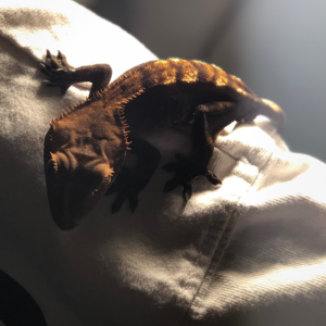 Crested geckos! Great deal