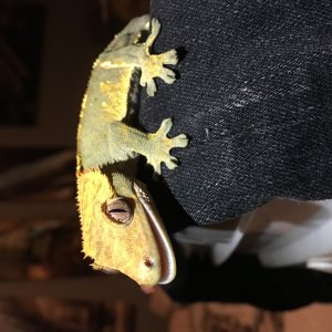 Crested geckos! Great deal