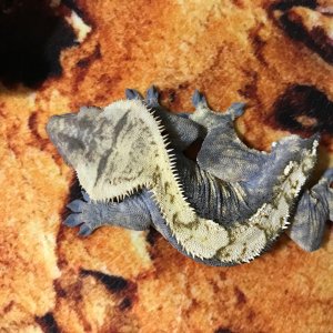 Crested geckos! Great deal