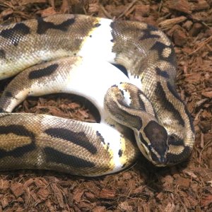 male pied ball python cbb CB 9/2012